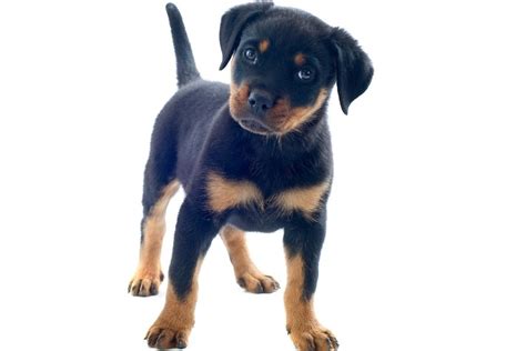 23 Rottweiler Mix Breeds According To Size (Rottie Mix List)