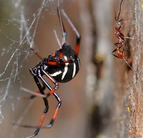 Black Widow Identification: Where Do Black Widows Live? | HubPages