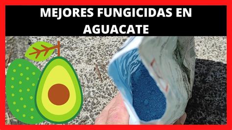 Cual Es El MEJOR FUNGICIDA Para El Arboles De AGUACATE YouTube