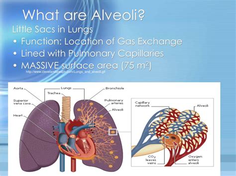 PPT - Gas Exchange: Location and the Alveoli PowerPoint Presentation ...