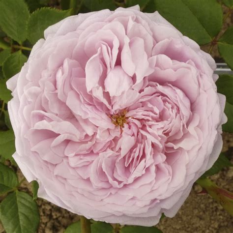 Саженцы роз: Спирит оф Фридом