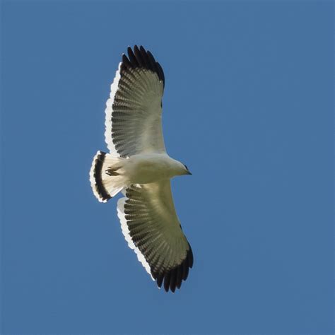 Schneebussard Schneebussard Pseudastur Albicollis C De Flickr