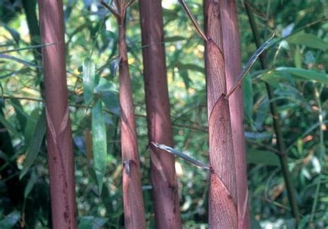 Phyllostachys Glauca Bambu Parque