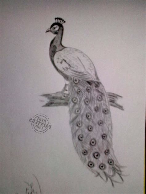 Pencil Art Peacock Pencil Drawing