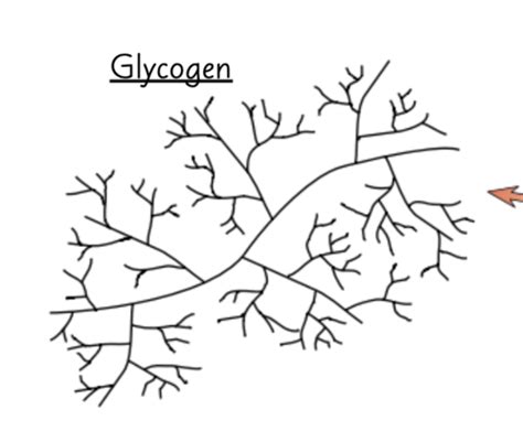 Biological Molecules Flashcards Quizlet