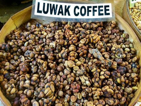 The True Story of Kopi Luwak: Why Cat Poop Coffee is Shit | The Coffee ...