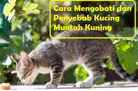 Penyebab Kucing Muntah Kuning Dan Cara Mengobatinya