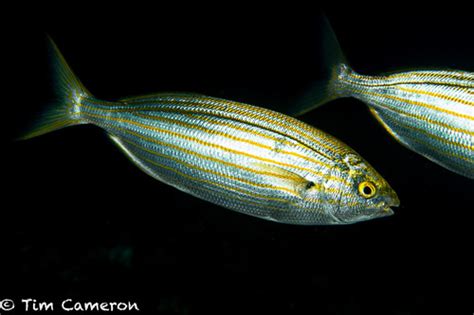 Salema Porgy (Sarpa salpa) · iNaturalist