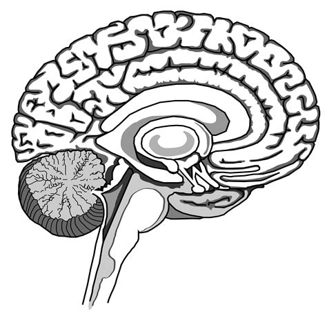 brain drawings simple 4