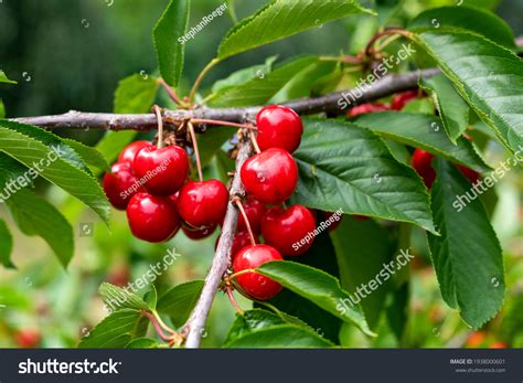 나무에 익은 달콤한 체리 스톡 사진 1938000601 | Shutterstock