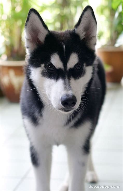 Cute Siberian Husky Puppies Pictures Tail And Fur