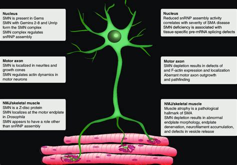 Neuromuscular Junction Motor Neuron