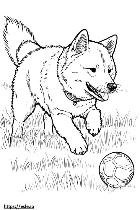 Akita Shepherd Playing Coloring Page