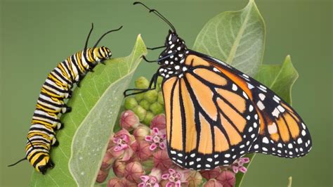 New Clues Help Monarch Butterfly Conservation Efforts Ecowatch