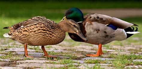 Enten Paar Stockenten Kostenloses Foto Auf Pixabay Pixabay