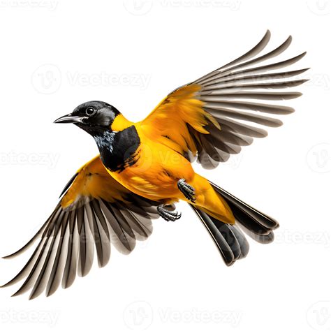 Beautiful Baltimore Oriole Bird On Transparent Background Ai Generated