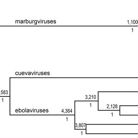 Phylogenetic relationships of members of the family Filoviridae ...