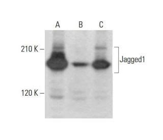 Jagged Antibody E Western Blotting Image