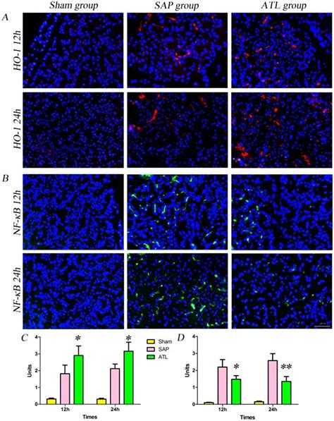 A The Expression Of Heme Oxygenase 1 HO 1 In The Pancreas Increased