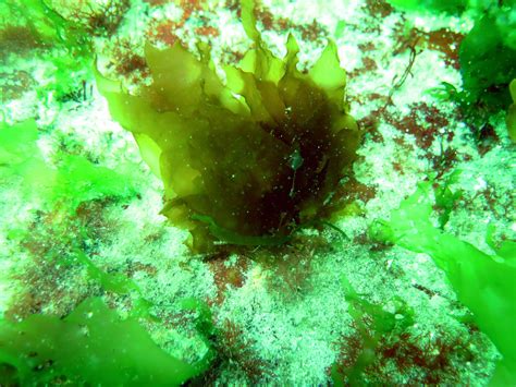 Reviving Tasmanias Undersea Giant Kelp Forest Sacred Groves