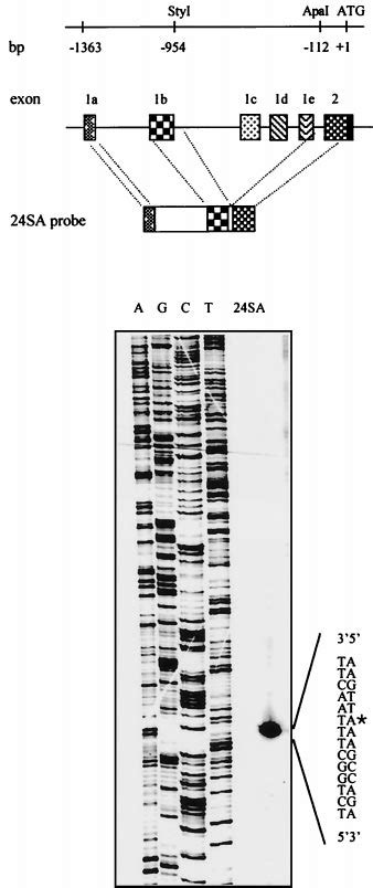 S1 Nuclease Protection Assay For The Major Transcription Start Site Of Download Scientific