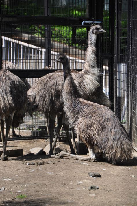 園内マップ東山動植物園