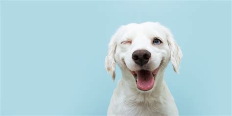 Cane Si Rotola Sulla Schiena Motivi Per Cui Lo Fa