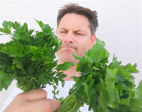 Cilantro Vs Parsley – Ultimate Guide