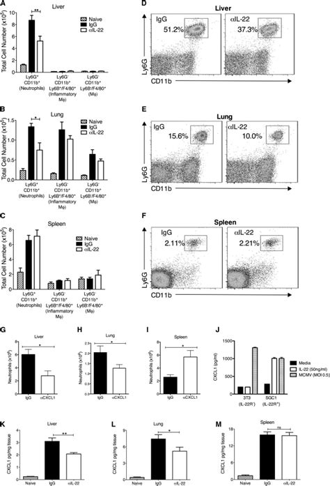 IL 22 Neutralization Impairs Neutrophil Recruitment Into MCMV Infected