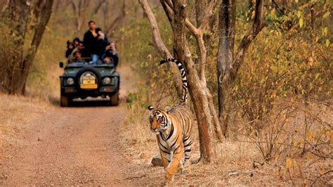 Ranthambore Safari Book Gypsy Canter Safari