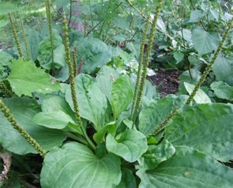 Broadleaf Plantain Edible