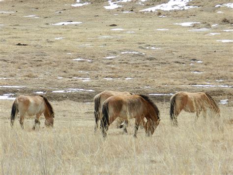 Wild Horse Mongolia