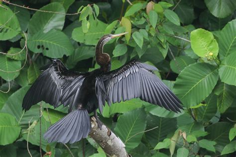 Oriental Darter – Birds of Singapore