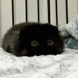 Black Cat Demon GIF - Black Cat Demon Cute - Discover & Share GIFs