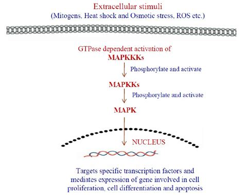 Schematic illustration of mitogen activated protein kinase pathway ... 