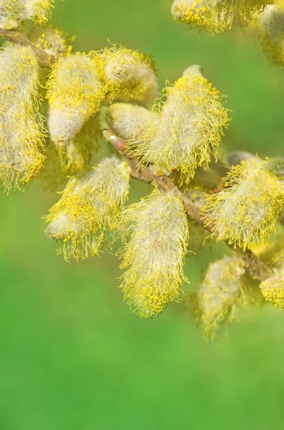 Premium Photo Cluster Of Spring Pussy Willows Branches Pussy Willow Bunch Spring Flowering