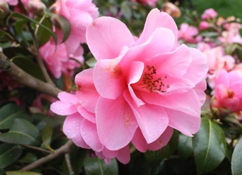 Camellia Sasanqua A Fairy Garden With A Carpet Of Petals At The End