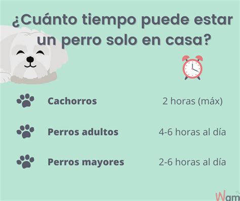 Cu Nto Tiempo Puede Un Perro Estar Solo En Casa