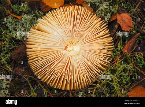 Amanita Muscaria Cap Gemeinhin Als Fliegenagar Oder Fliegenamanita