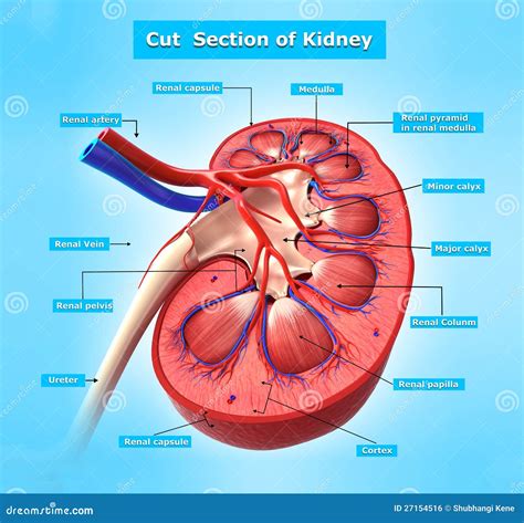 Anatomia Do Sec O Transversal Do Rim No Azul Ilustra O Stock