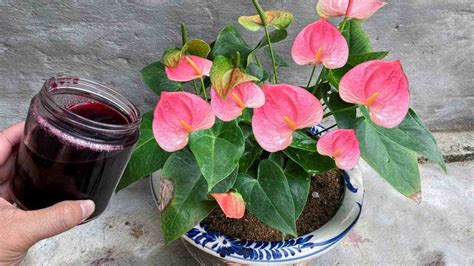 The Anthurium Will Produce Lots Of Flowers Thanks To This Water Never