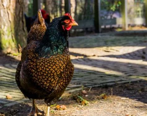 Barnevelder Chicken Easy Guide, History, Care, Appearance and Eggs - The Poultry Feed