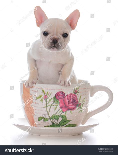 Female French Bulldog Puppy Teacup On Stock Photo 1262020369 Shutterstock