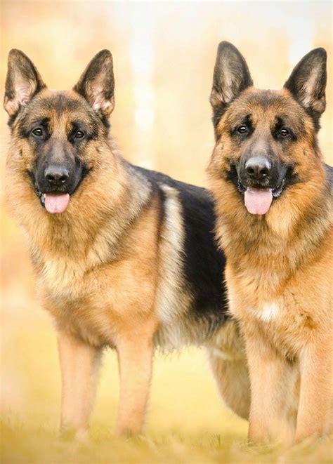 German shepherd dog wallpapers for Android Download - PGYER.COM