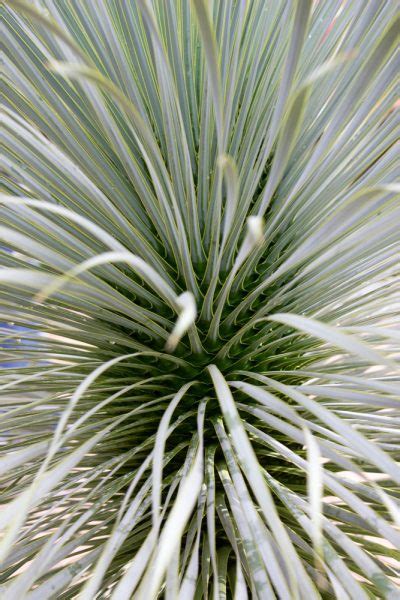 Tout Savoir Sur L Entretien Du Yucca D Ext Rieur Interflora