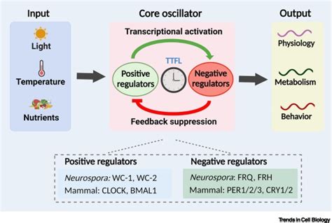 Epigenetic Control Of Circadian Clocks By Environmental Signals Trends