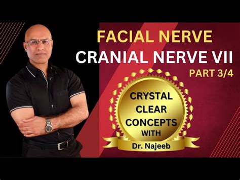 Free Video Facial Nerve Neuroanatomy Part 3 From Dr Najeeb Lectures