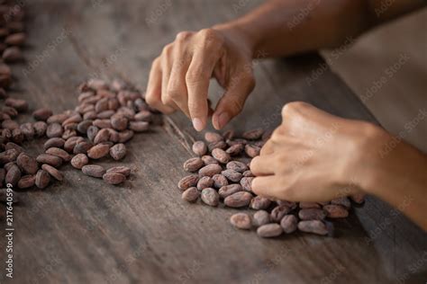 Selection of completed cocoa seeds must be dried before into sacks ...