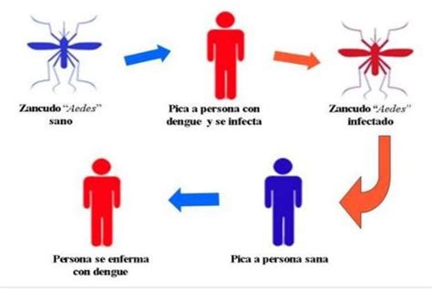 Brotes de influenza y dengue en Perú conoce AQUÍ todo lo que debes