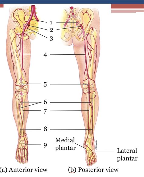 Arteries Of Pelvis Lower Extremities Diagram Quizlet